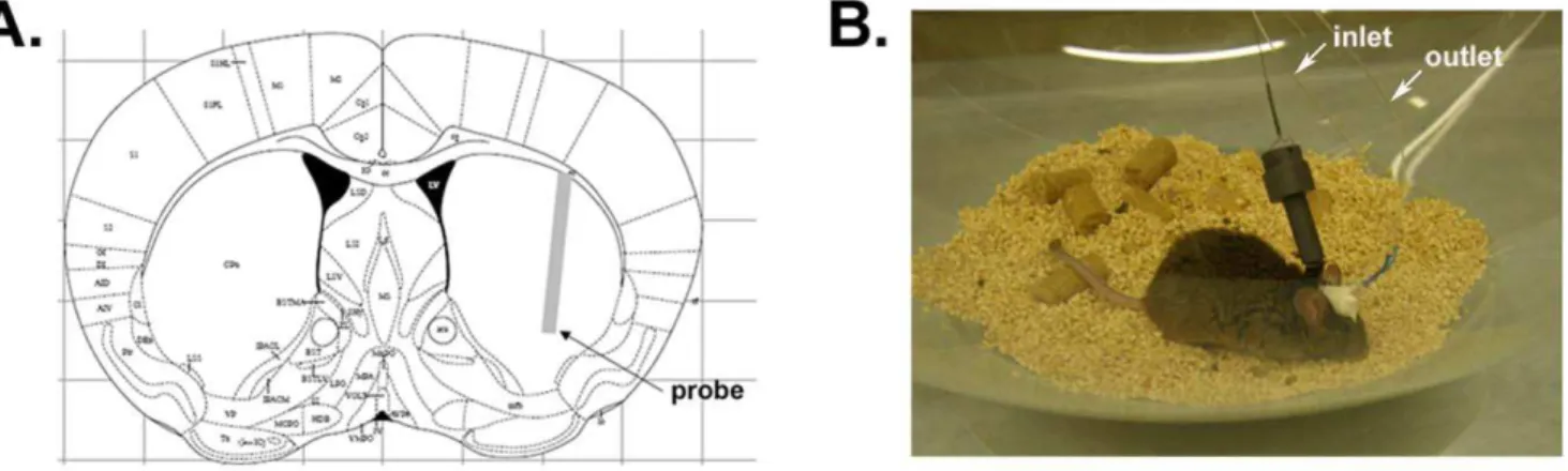 Figure 2. Probe implantation within mouse striatum. (A) Schematic illustration showing the stereotactic placement of a 2 mm-probe in mouse striatum according to the mouse atlas of Paxinos and Franklin