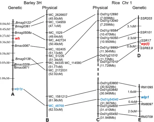 Fig 3. Linkage map of wh and collinearity analysis with rice chromosome 1H. (A) genetic linkage map of wh, (B) physical map covering wh in barley chromosome 3H, (C) physical map containing wp(t) and wlp1 in rice chromosome 1, (D) genetic map of wp(t) accor