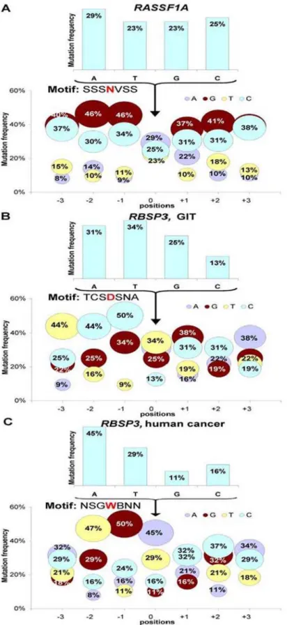 Figure 3. Distribution of mutations in RASSF1A ( A ) and RBSP3 ( B and C ). For RASSF1A all mutations were analyzed