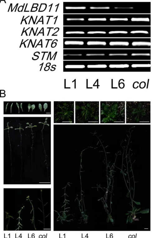 Figure 6. Ectopic expression of MdLBD11 changes the phenotype in transgenic Arabidopsis