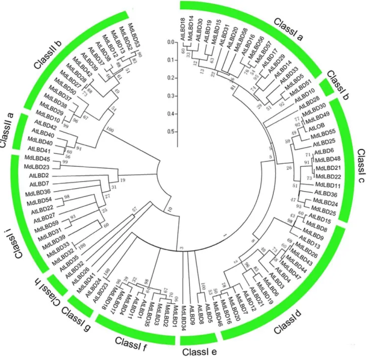 Figure 2. The phylogenetic analysis of LBD genes in apple and Arabidopsis . The amino acid sequences of the LBD proteins were aligned with Clustal X, and the phylogenetic tree was constructed using the neighbor-joining method of MEGA 5.0 software