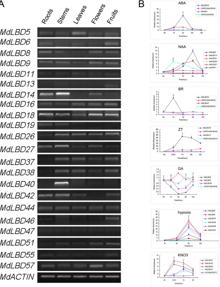 Figure 5. Tissue-specific expression profiles and gene response for the MdLBD genes. A