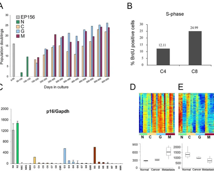 Figure 2. Late passages of EP156T sub cultures exhibit an increased growth pothential and a gene expression pattern resembeling that of prostate tumors