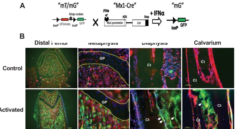 Fig 1. Characterization of Mx1-Cre in the long bones and calvariae in vivo . (A) A schematic diagram showing that mT/mG is crossed to Mx1-Cre and that IFNα can activate Cre expression to delete the tdTomato (red fluorescent) cassette and initiate GFP (gree