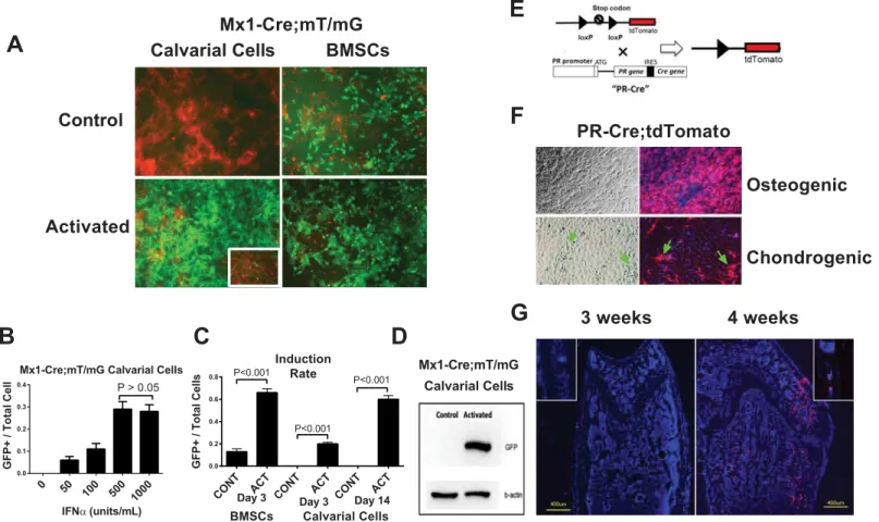 Fig 2. Comparison of BMSCs and calvarial cells in terms of Mx1-Cre activation and PR expression in vitro 