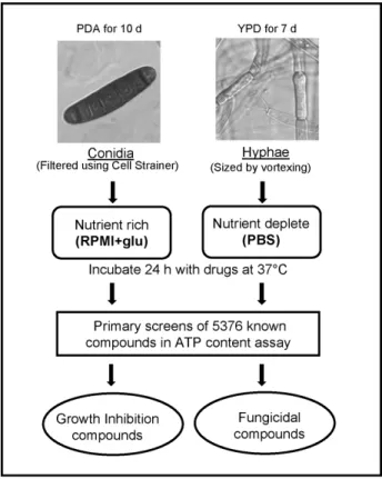 Figure 1. Scheme of hyphae and conidia assay methodology.