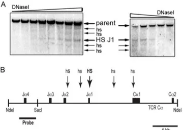 Fig 1. DNase I hypersensitivity sites (HS) within the J α 2 to C α 1 region. (A) Spleen T cell nuclei from C57BL/6N mouse were subjected to DNase I titration