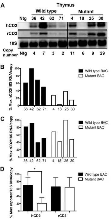 Fig 4. Absence of the deleted region impairs upstream, but not downstream reporter gene expression in thymocytes