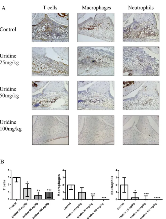 Fig 6. Local administration of uridine suppressed synovial cell influx. Single dose of 0, 25, 50 and 100 mg/kg of uridine was co-administered locally along with 30 μg mBSA (intra-articularly) in right knee joint in pre-sensitized mice on day 21