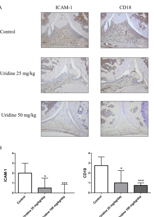 Fig 7. Local administration of uridine supressed synovial expression of ICAM-1 and CD18