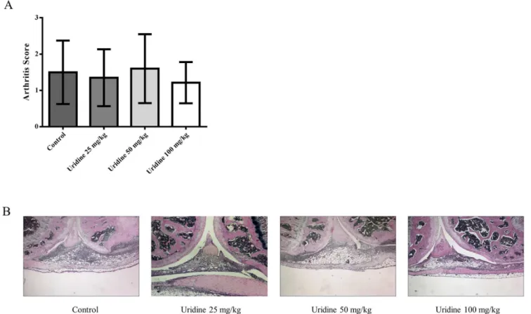 Fig 2. Systemic administration of uridine does not inhibit development of mBSA-induced arthritis