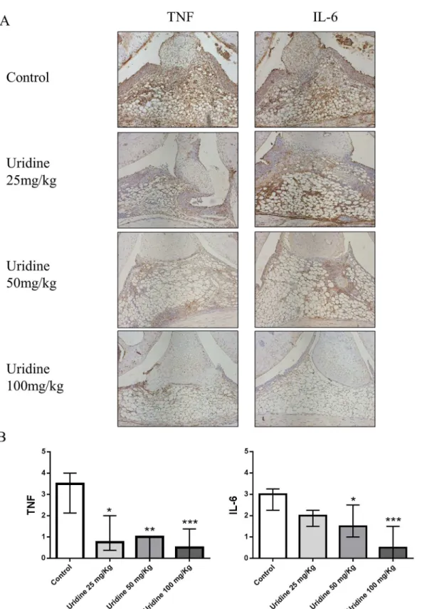 Fig 5. Local administration of uridine suppressed synovial expression of TNF- α and IL-6