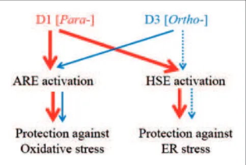 Figure 7. Proposed protective mechanisms of PEDs. Red and blue lines indicate activation of stress response signaling pathways by D1 and D3, respectively