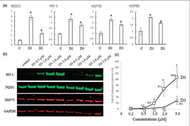 Figure 4. Induction of phase 2 enzymes and HSPs. (a) PCR analysis of phase 2 and HSP genes induced by D1 or D3