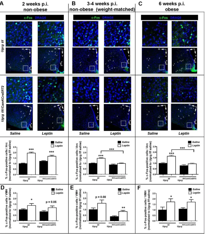Figure 6. Hypothalamic neurons of Ugcg f/f//CamKCreERT2 mice are less responsive to peripheral leptin