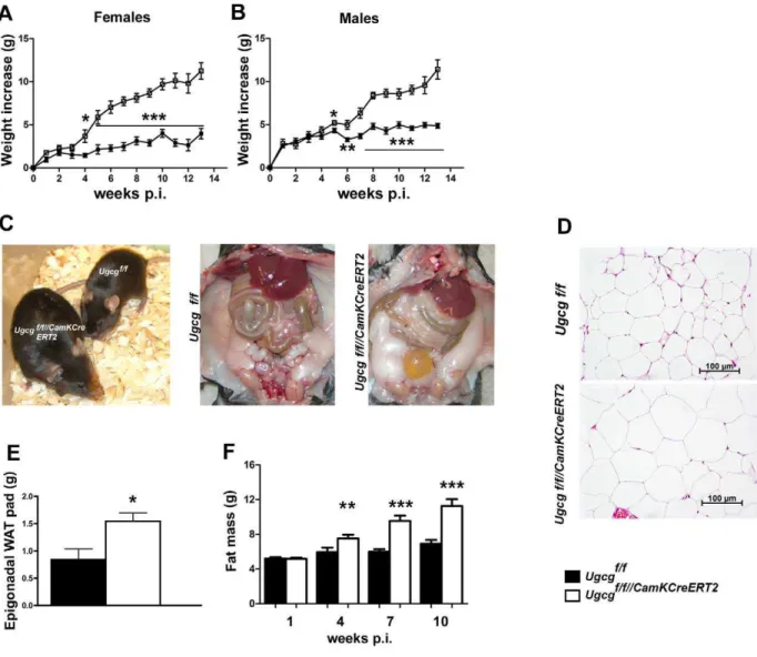 Figure 2. Ugcg f/f//CamKCreERT2 mice develop progressive obesity. Both female (A) and male (B) Ugcg f/f//CamKCreERT2 mice showed a progressive increase in body weight after tamoxifen induction (n = 6–9)
