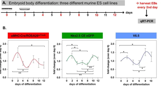 Figure 3. Biphasic kinetics of Mzf1 expression during in vitro differentiation. A. Experimental set-up for in vitro differentiation assays of three different murine ES cell lines for the evaluation of time-dependent Mzf1 expression levels
