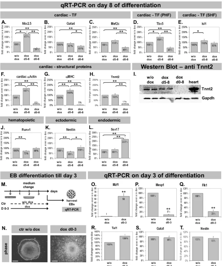Figure 6. Gene expression analysis during in vitro differentiation of tetO Mzf1 - Nkx2.5 CE eGFP ES cells