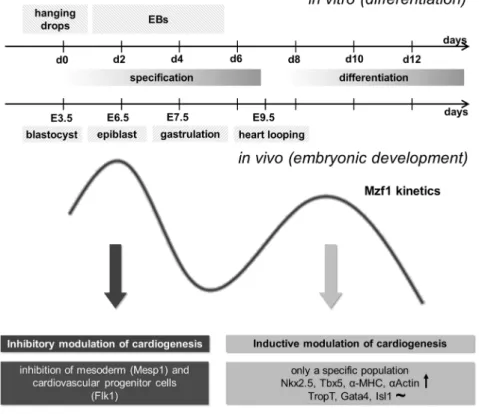 Figure 7. Potential mechanistic role of Mzf1 during embryonic development. The first peak of physiological Mzf1 up-regulation occurs during specification of pluripotent cells, corresponding to the epiblast stage during murine development on E 6.0 or 6.5