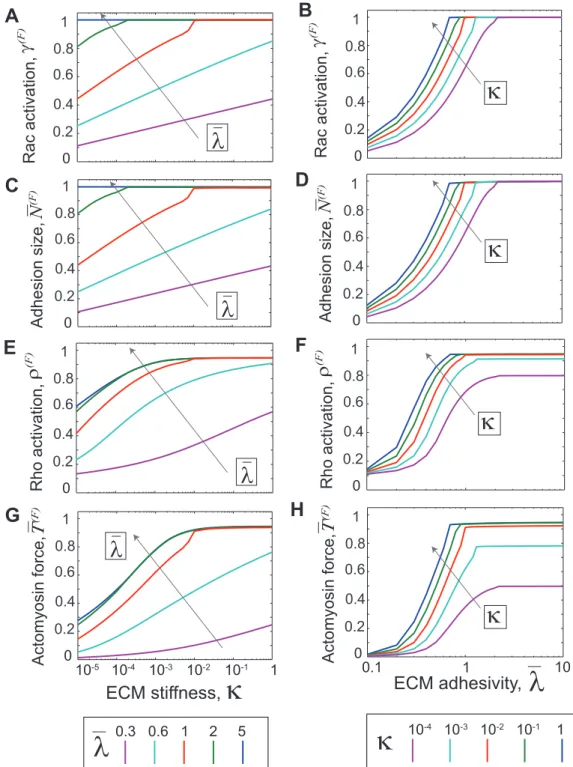 Figure 4. Response of specific model components to ECM stiffness and adhesivity. Each family of curves represents the dependence of a specific model component (shown to the left of each row) on ECM stiffness k (left column) and ECM adhesivity ll (right col