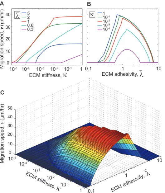 Figure 5. Dependence of migration speed on ECM properties. Average migration speed v as a function of (a) normalized ECM stiffness k for different values of ECM adhesivity l l; and (b) ECM adhesivity for different values of ECM stiffness