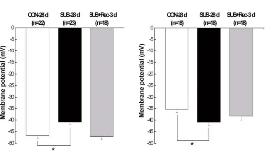 Figure 1. Comparisons of membrane potential in cerebral (A) and small mesenteric VSMCs (B) isolated from CON-28 d, SUS-28 d, and SUS+Rec-3 d rats