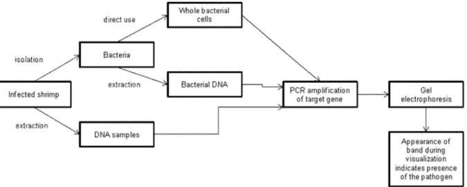 Figure 4. Diagrammatic representation of the PCR protocol for detection of pathogenic  Vibrio spp