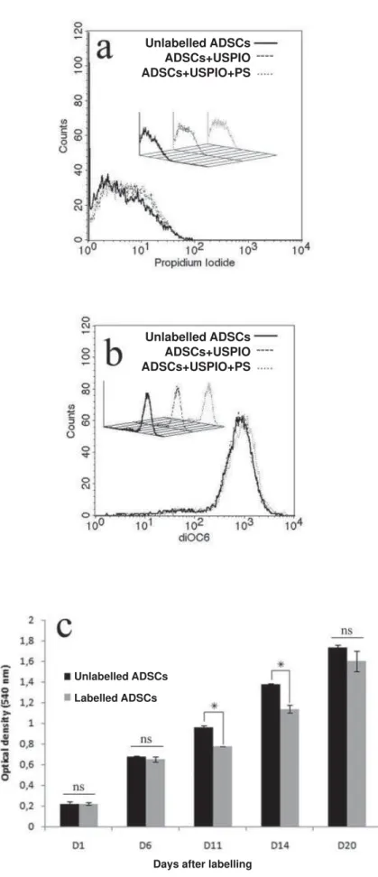 Fig. 2: Assessment of potential USPIO toxicity. (a,b): hADSCs viability was analysed 24 h after labelling by  ﬂ  ow  cytometry
