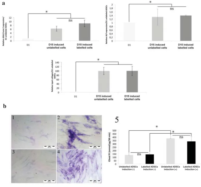 Fig. 3: Osteogenic differentiation capability of cells after USPIO labelling. (a): relative expression of mRNA  levels of bone speci ﬁ  c markers (cbfa1/runx2, alkaline phosphatase or ALP and type I collagen) in USPIO-labelled  and unlabeled ADSCs after 15