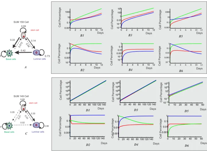 Figure 4. Three-phenotypic breast cancer cell population dynamics with both growth and transition from model simulation