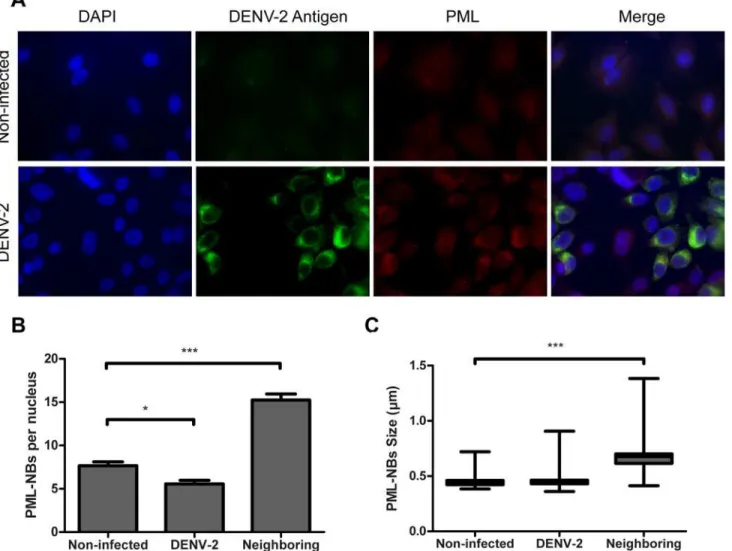 Fig 3. Effect of DENV-2 infection on PML-NBs distribution, number and size. DENV-2 infected A549 cells were fixed 24 h p.i