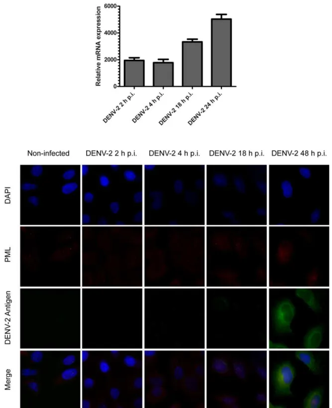 Fig 4. Determination of PML expression with the time of infection. (A) A549 cells were infected with DENV-2 (MOI = 1) and at 2, 4, 16 and 24 h p.i