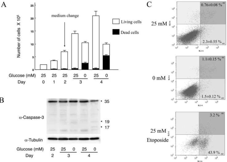 Figure 6. Cell growth and activation of Caspase-3 under glucose deprivation in T24 cells