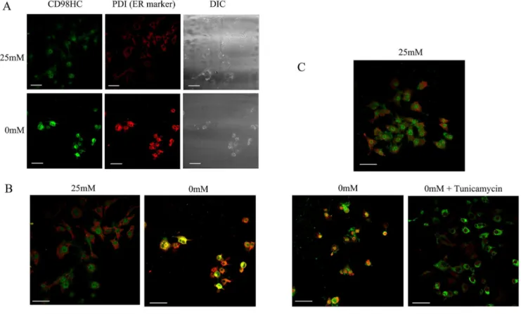 Figure 3. Subcellular localization of CD98HC protein. A, T24 cells were cultured in either 25 mM or 0 mM glucose medium for 1day, fixed, and stained with both rabbit polyclonal antibodies for CD98HC and a mouse monoclonal antibody for PDI
