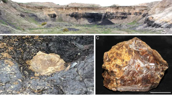 Figure 2 Amber from the former Idaburn Coal Mine, Otago, southern New Zealand. (A) Overview of the exposure of the Oturehua Seam in the Fiddlers Member, Dunstan Formation, from which the amber was collected