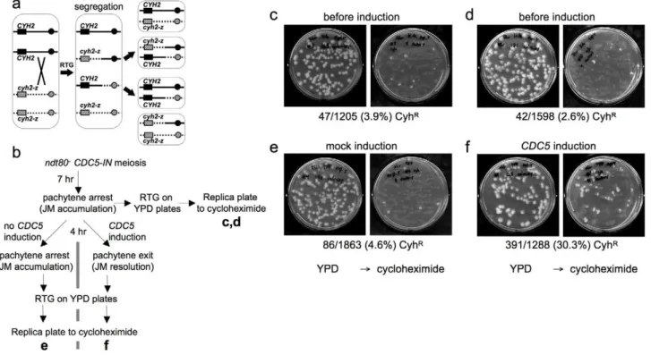 Figure 3. Few COs are produced after RTG. a. CO detection after RTG. Chromosome VII homologs are shown as solid and dashed lines