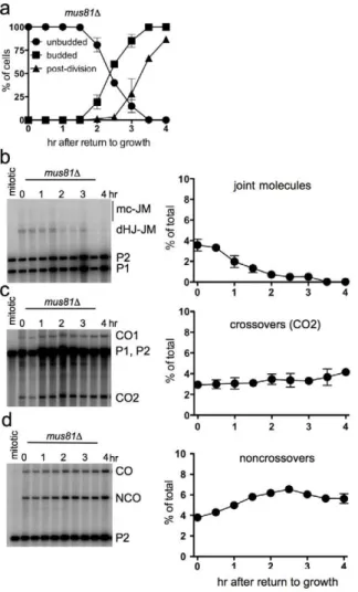 Figure 5. Efficient JM resolution without CO production after RTG in the absence of Mus81