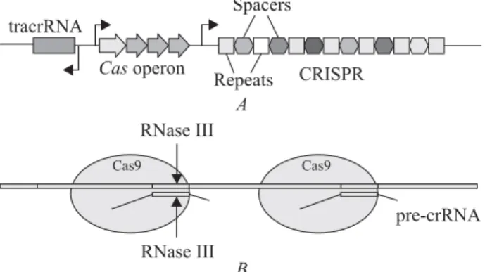Fig. 2. A – Targeted cleavage of DNA by a ternary complex of  Cas9 with crRNA and tracrRNA