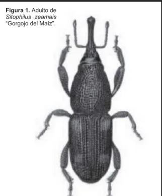 Figura 1. Adulto de