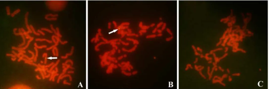 Figure 3. Detection of HIV-1 sequences in nuclei of two-cell embryos by FISH. A: Two nuclei of a 2-cell embryo derived from the sperm of an AIDS patient