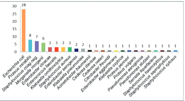 Figura 2: Distribuição dos microrganismos isolados de uroculturas pediátricas analisadas entre  julho/2012 e julho/2013 em um laboratório de análises clínicas de Goiânia-GO