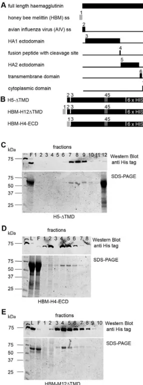 Figure 1. Construction and purification of recombinant AIV HA.