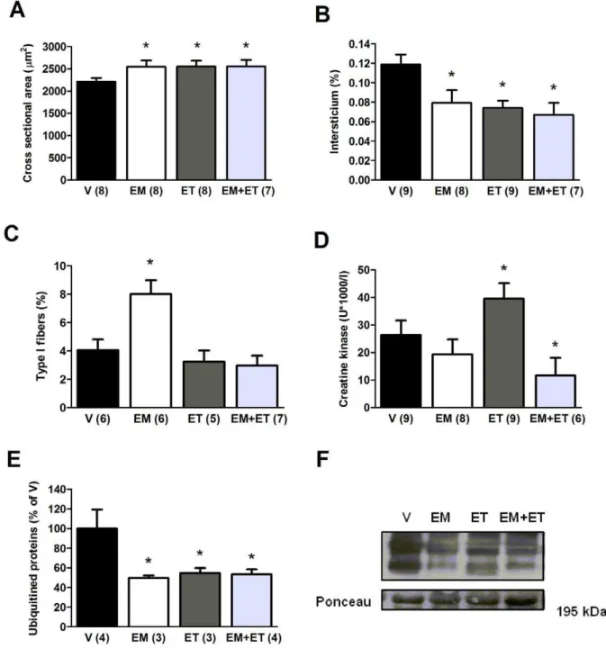 Figure 2. When associated with its mimetics, exercise training does not impair skeletal muscle structure in mdx mice
