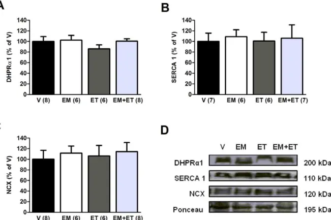 Figure 4. Exercise training and its mimetics do not change calcium handling protein expression