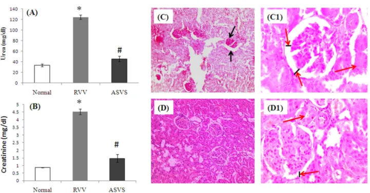 Figure 6. In vivo neutralization of venom induced renal toxicity. (A) Measurement of plasma urea concentration in both venom induced group as well as alginate coated ASVS fed animals