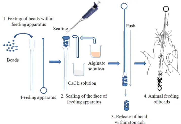 Figure 7. Schematic diagram of oral delivery procedure of alginate coated ASVS beads.