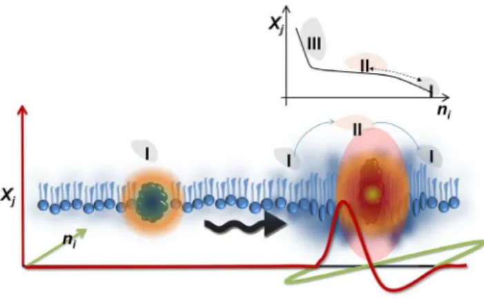 Figure S1 Opto-mechanical coupling coefficient. Intensi- Intensi-ty and surface pressure as a function of area per molecules for a DPPC-NBD monolayer during a quasi-static compression