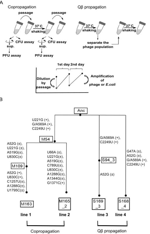 Figure 1. Model evolution system. (A) In the copropagation regime, cultures including E