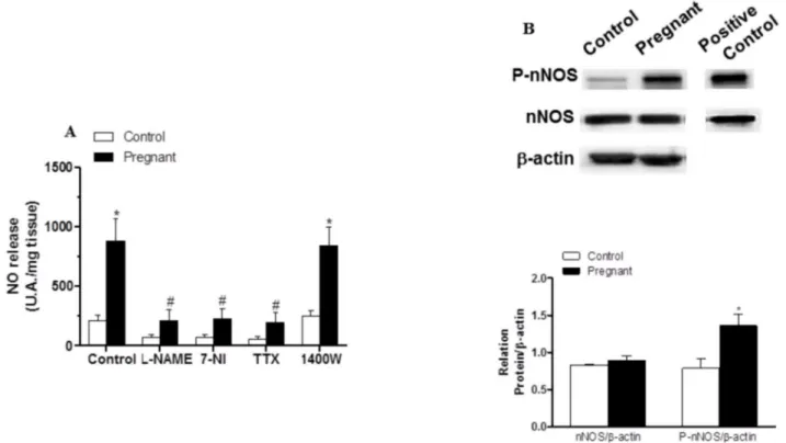 Fig 6. Effect of pregnancy on neuronal NO synthesis. (A) Effect of 0.1 mmo/L L-NAME or 0.1 mmol/L 7-NI or 0.1 μmol/L TTX on EFS-induced NO release in segments from control and pregnant rats