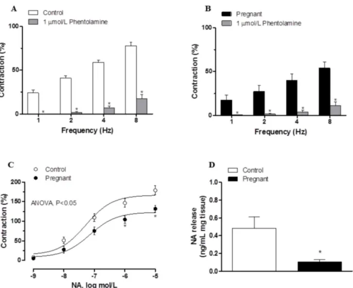 Fig 3. Effect of pregnancy on sympathetic innervation function. Effect of preincubation with 1 μmol/L phentolamine on vasonstriction response induced by EFS in endothelium-denuded mesenteric segments from control (A) and pregnant rats (B)